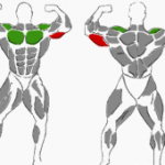 Engbankdrücken, beanspruchte Muskulatur