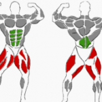 Hanteltraining Beine, beanspruchte Muskulatur