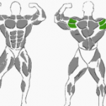 Kurzhantel Aussenrotation in Seitenlage, beanspruchte Muskulatur