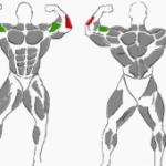 Kurzhantel-Bizepscurl reverse