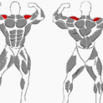 Kurzhantel Innenrotation in Seitenlage, beanspruchte Muskulatur