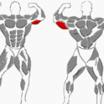 Kurzhantel Trizepsdrücken, beanspruchte Muskulatur