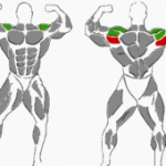 Langhantel-Aussenrotation, beanspruchte Muskulatur
