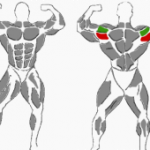 Seitheben vorgebeugt, beanspruchte Muskulatur